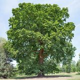 Stejar Verde Clasic - VERDENA-80-100 cm inaltime, livrat in ghiveci de 5 l