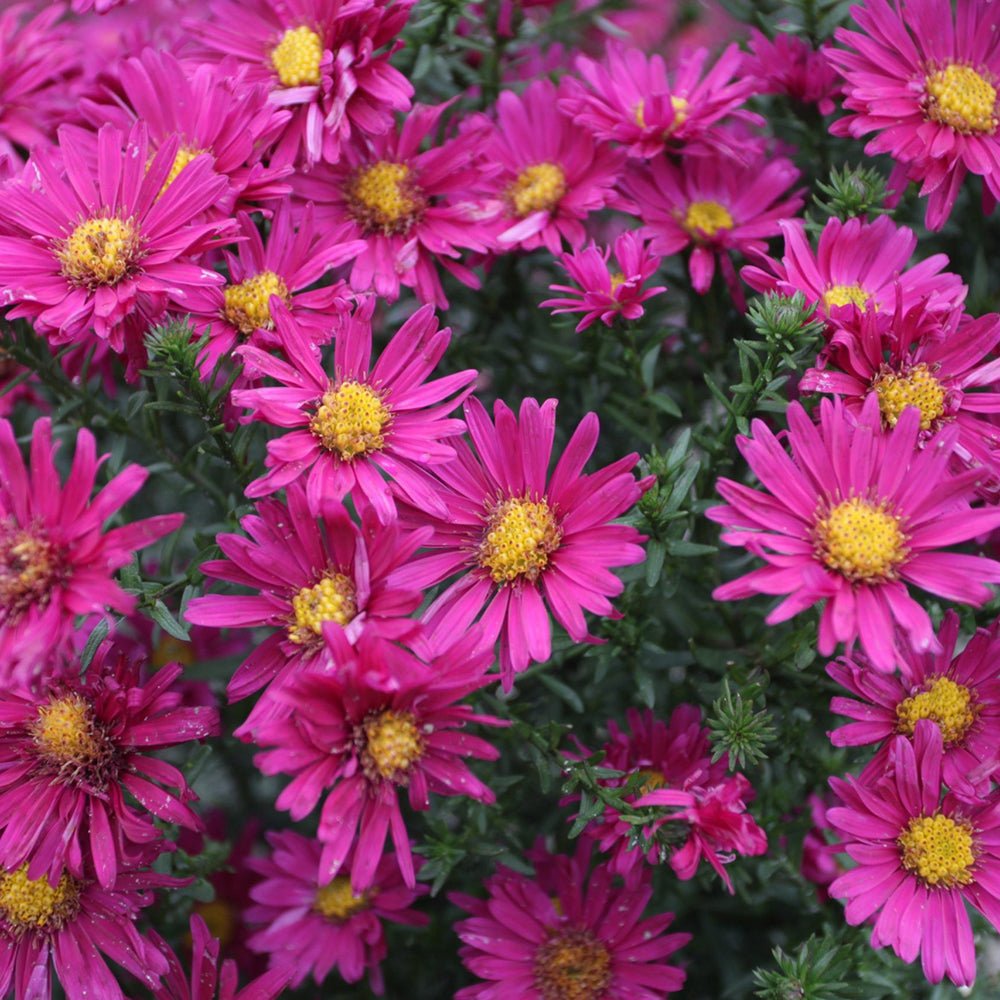 Steluta de Toamna (Aster) Crimson Brocade - VERDENA-10-15 cm inaltime livrat in ghiveci de 0.7 L