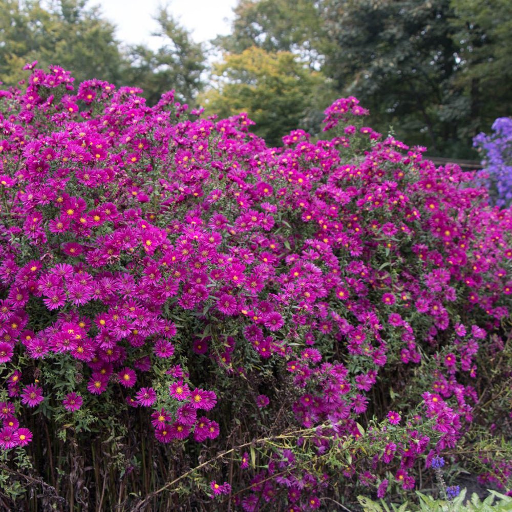 Steluta de Toamna (Aster) Crimson Brocade - VERDENA-10-15 cm inaltime livrat in ghiveci de 0.7 L