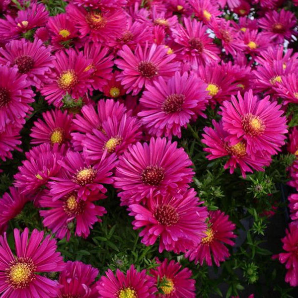 Steluta de toamna (Aster) Jenny, livrat in ghiveci de 0.5L