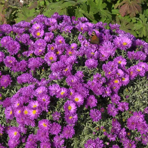 Steluta de toamna (Aster) Kassel, livrat in ghiveci de 0.5L