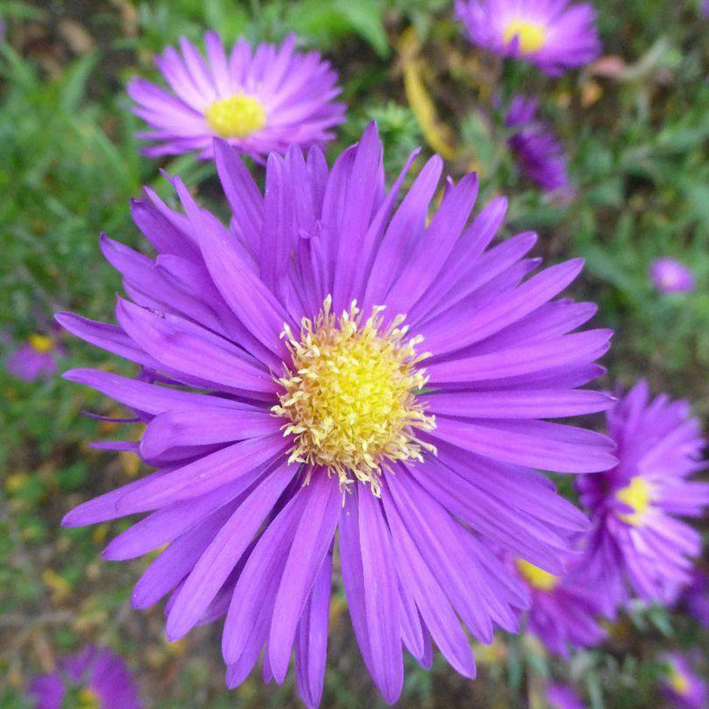 Steluta de toamna (Aster) New York, livrat in ghiveci de 1L
