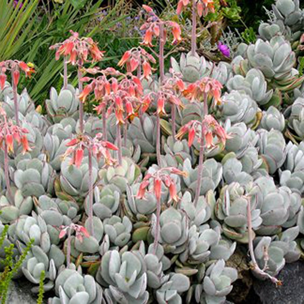 Suculenta Cotiledon Coral
