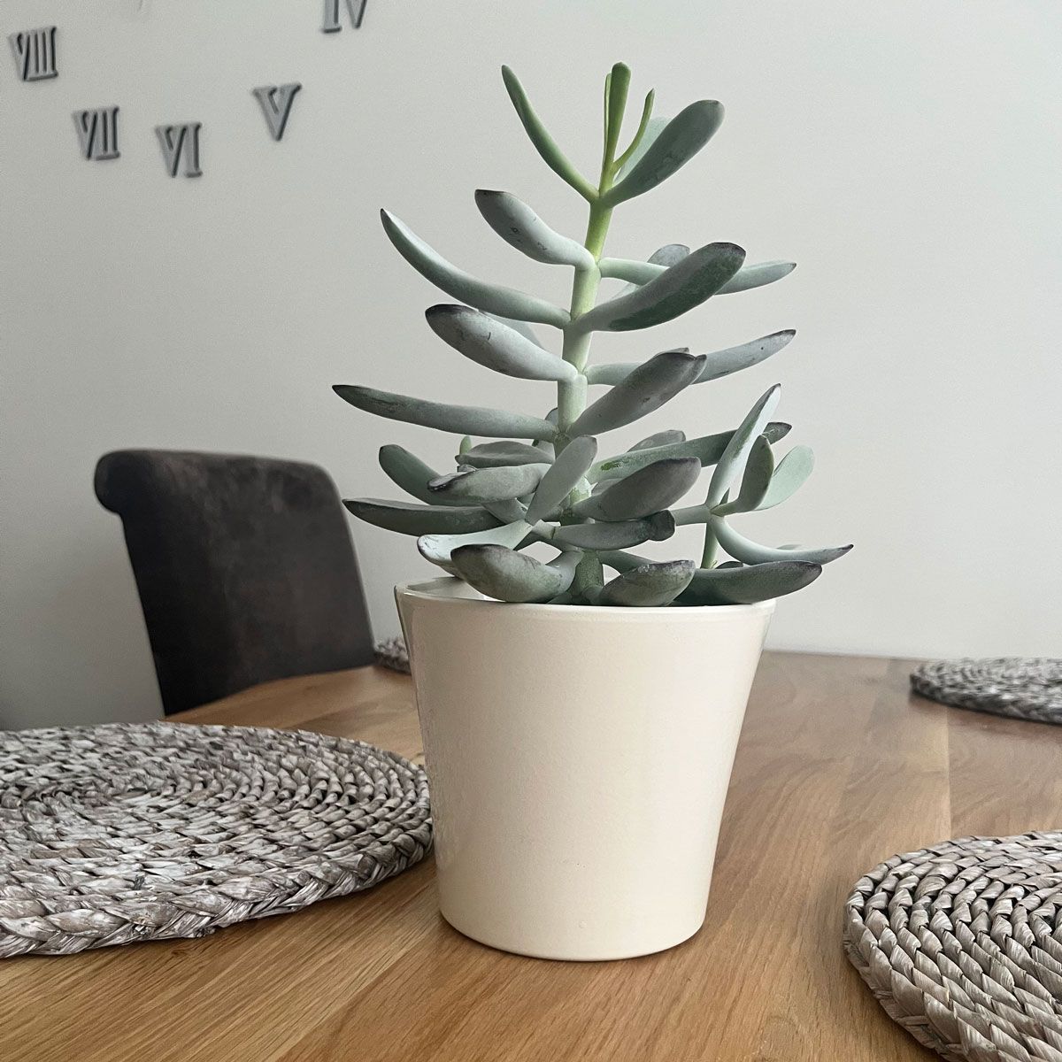 Suculenta Cotiledon Coral