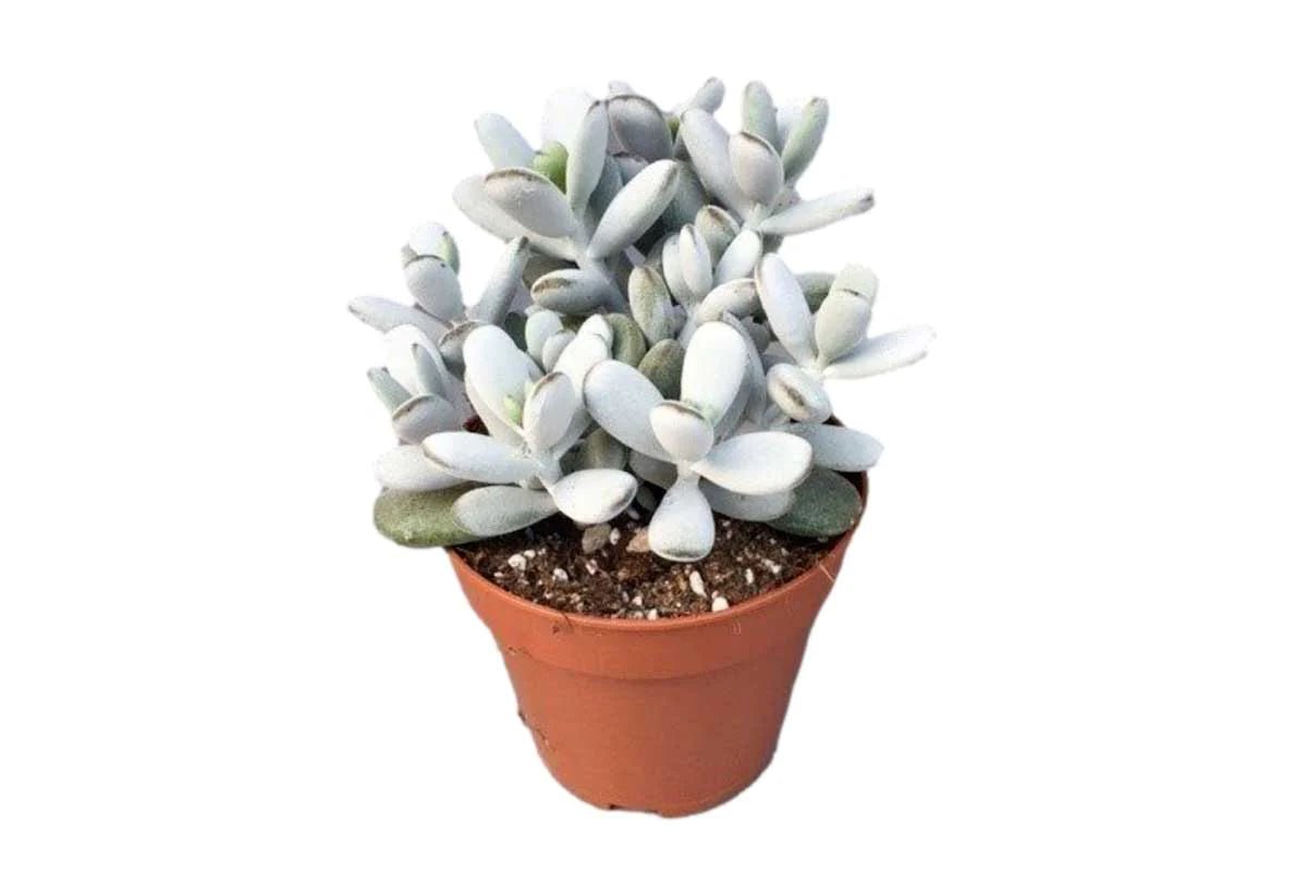 Suculenta Cotiledon Coral