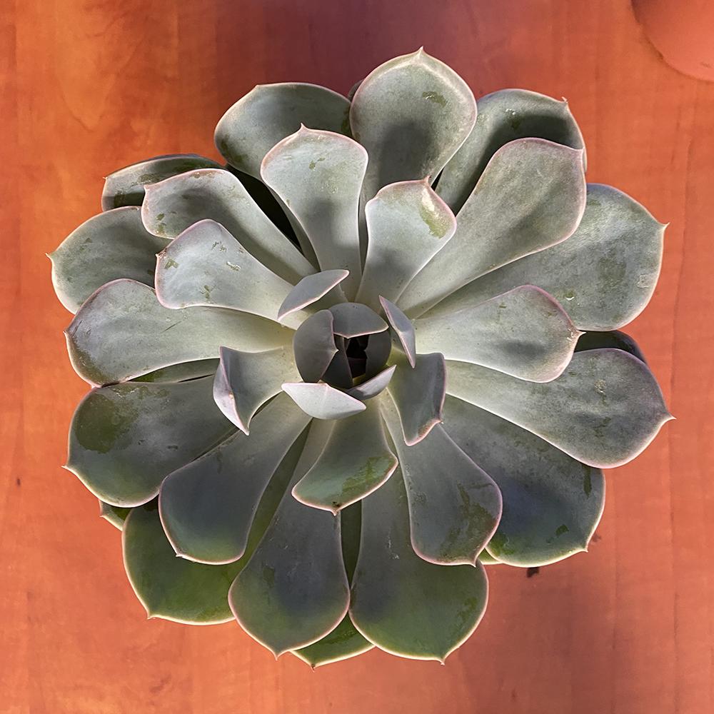 Suculenta (Echeveria) - Mix 1 (3 bucati), 15 cm la livrare, in ghiveci Ø 12 cm