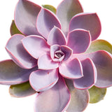 Suculenta Purple Pearl - 15/20 cm - VERDENA-15-20 cm inaltime, livrat in ghiveci de 1.2 l