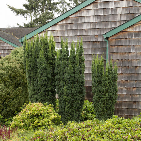 Tisa Hicksii (Taxus Baccata)