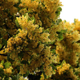 Tei cu frunza mica (Tilia cordata) - Intens parfumat - VERDENA-180-200 cm inaltime livrat in ghiveci de 25 L