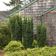Tisa Columnar (Taxus Baccata)