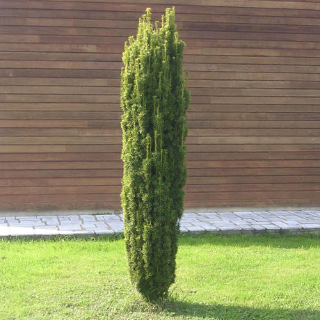Tisa Fastigiata Aurea, 70-80 cm inaltime, in ghiveci de 13L
