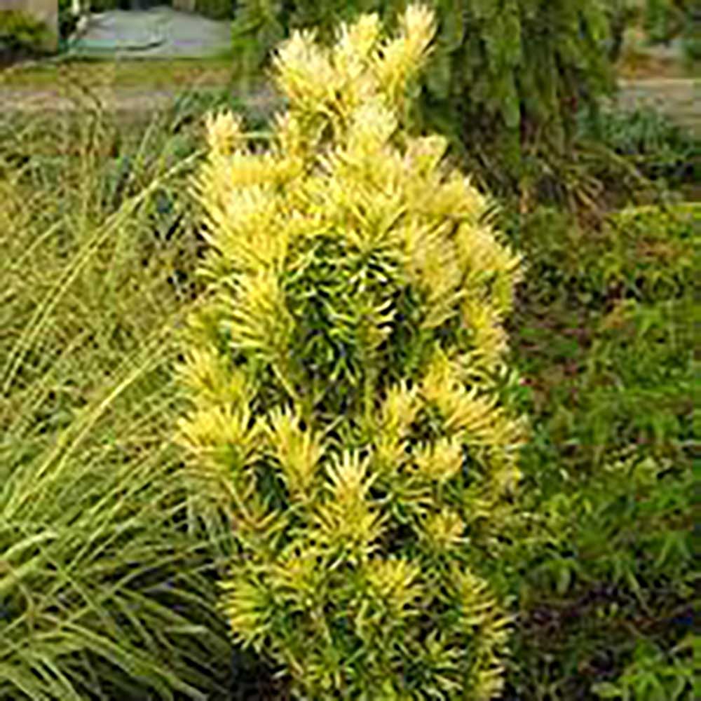 Tisa Japoneza Korean Gold (Taxus Baccata)