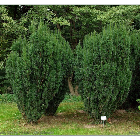 Tisa Stricta Viridis|VERDENA|Tisa|Conifere|70-80 cm inaltime, in ghiveci de 10L