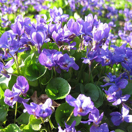 Violeta Konigin Charlotte, tarator, cu flori violet-albastru si parfum intens