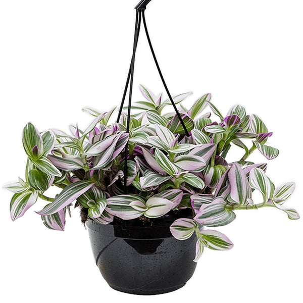 Tradescantia Albiflora Nanouk - 20 cm - VERDENA-20 cm inaltime, livrat in ghiveci de 6 l