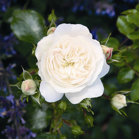 Trandafir Acoperitor alb Kastelruther Spatzen, inflorire repetata - VERDENA-livrat in ghiveci plant-o-fix de 2 l