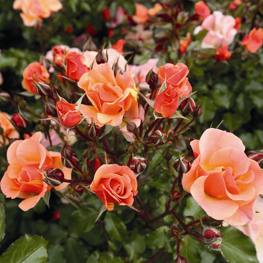 Trandafir Acoperitor cupru-cais Rosa Jazz, inflorire repetata - VERDENA-livrat in ghiveci plant-o-fix de 2 l