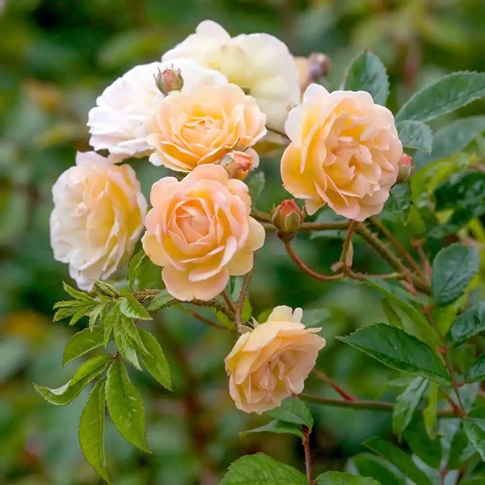 Trandafir Catarator alb- portocaliu Ghislaine de Feligonde, inflorire repetata - VERDENA-80-100 cm inaltime, livrat in ghiveci de 5 l