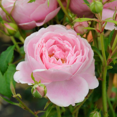 Trandafir Catarator alb-roz Sweet Candy, inflorire repetata - VERDENA-50-70 cm inaltime, livrat in ghiveci de 3 l