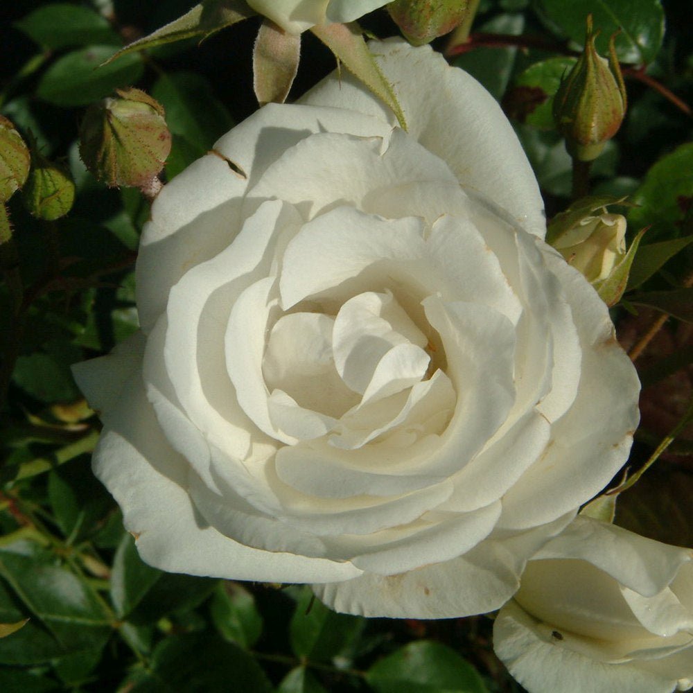 Trandafir Catarator Alb Schneewitchen, inflorire repetata - VERDENA-175 cm inaltime, livrat in ghiveci de 5.5 l