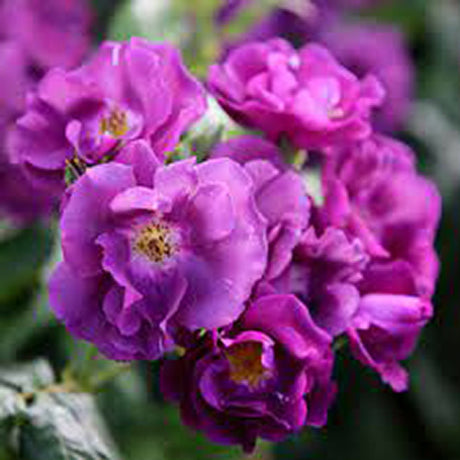 Trandafir Catarator albastru-indigo Rhapsody in Blue, inflorire repetata - VERDENA-50-70 cm inaltime, livrat in ghiveci de 3 l