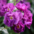Trandafir Catarator albastru-indigo Rhapsody in Blue, inflorire repetata - VERDENA-50-70 cm inaltime, livrat in ghiveci de 3 l