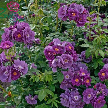 Trandafir Catarator albastru-indigo Rhapsody in Blue, inflorire repetata, parfum puternic