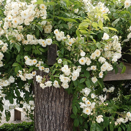 Trandafir catarator Bobbie James - VERDENA-150-175 cm inaltime livrat in ghiveci de 5.5 L