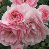 Trandafir catarator Bonica - VERDENA-livrat in ghiveci de 5 L