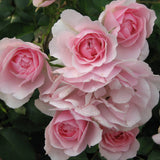 Trandafir catarator Bonica - VERDENA-livrat in ghiveci de 5 L