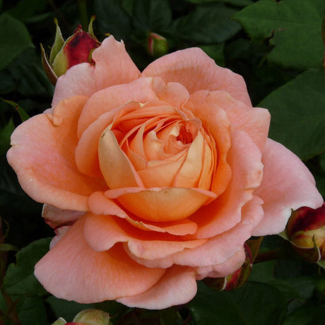 Trandafir Catarator roz- cais Bonita Renaissance, inflorire repetata