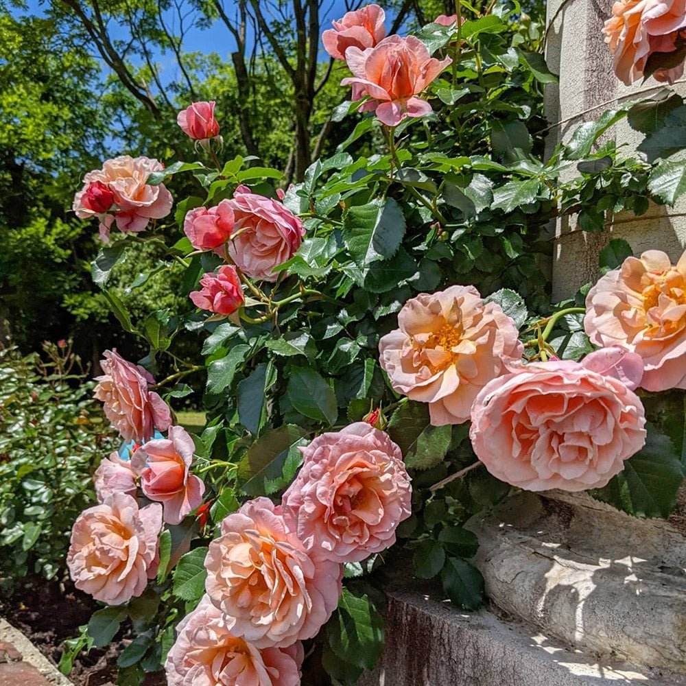 Trandafir catarator Bonita Renaissance - VERDENA-livrat in ghiveci de 5 L