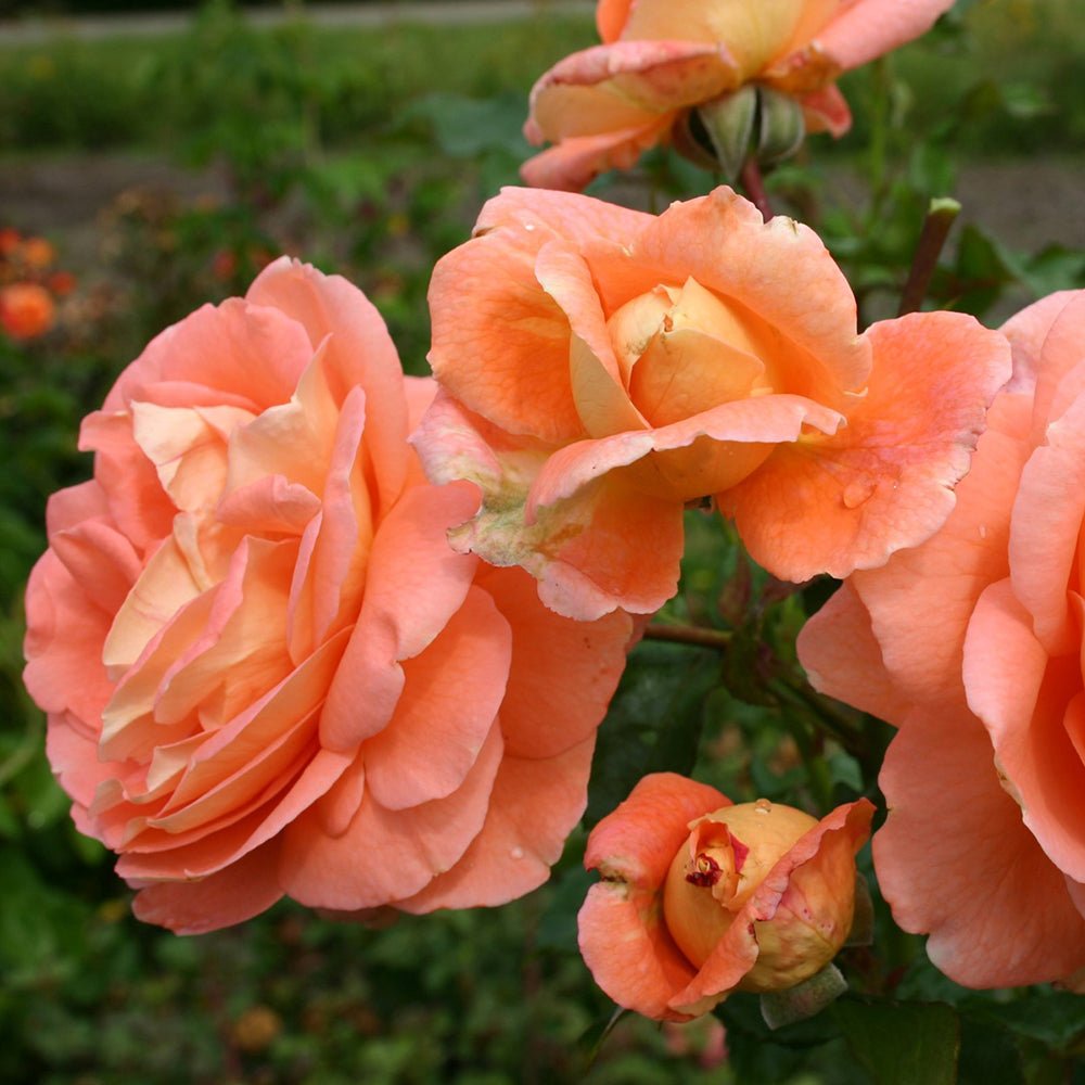 Trandafir catarator Bonita Renaissance - VERDENA-livrat in ghiveci de 5 L