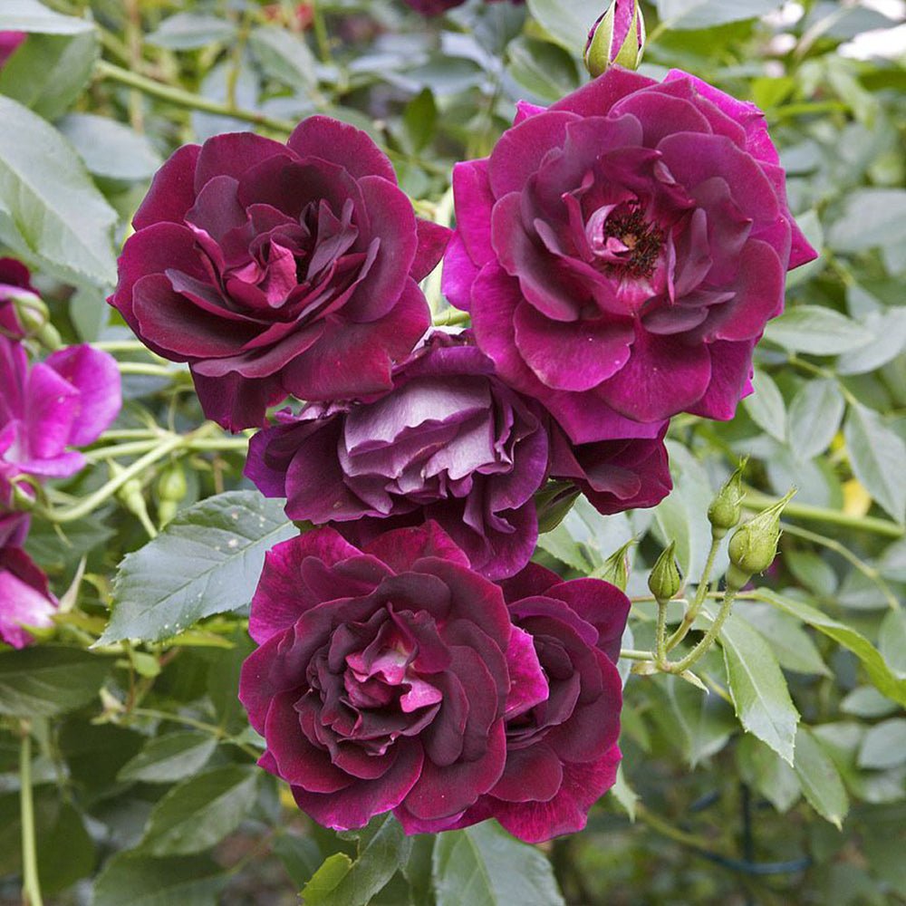 Trandafir catarator Burgundy Rambler - VERDENA-150-175 cm inaltime livrat in ghiveci de 5.5 L