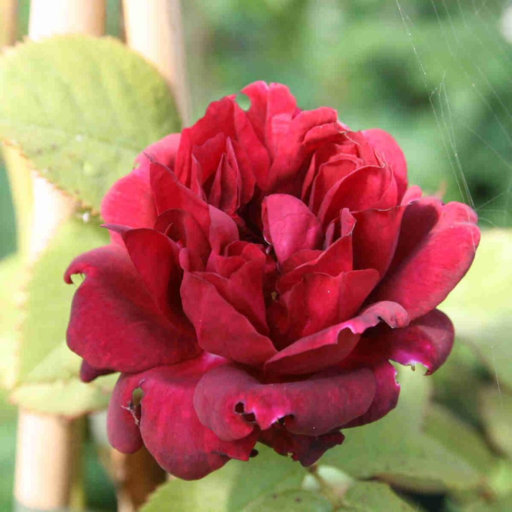 Trandafir catarator Burgundy Rambler, 150-175 cm la livrare, in ghiveci de 5.5 L