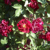 Trandafir catarator Burgundy Rambler, 150-175 cm la livrare, in ghiveci de 5.5 L