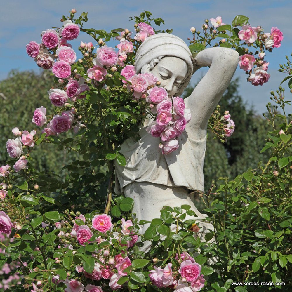 Trandafir catarator Camelot - VERDENA-livrat in ghiveci de 5 L