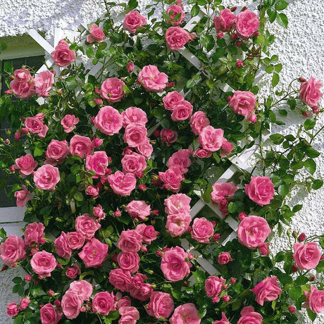 Trandafir catarator Camelot - VERDENA-livrat in ghiveci de 5 L