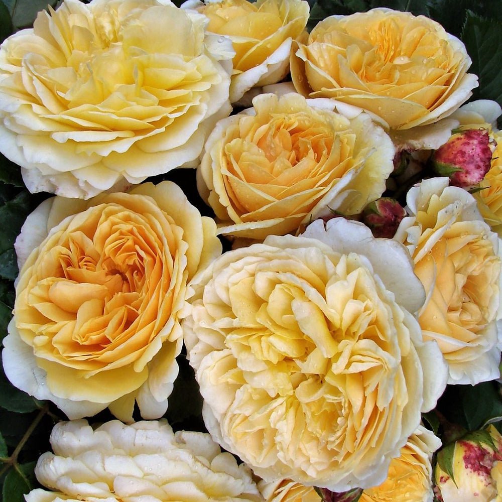 Trandafir catarator Celine Forestrier - VERDENA-150-175 cm inaltime livrat in ghiveci de 5.5 L