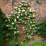 Trandafir catarator Celine Forestrier - VERDENA-150-175 cm inaltime livrat in ghiveci de 5.5 L
