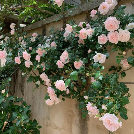 Trandafir catarator Clair Renaissance - VERDENA-livrat in ghiveci de 5 L