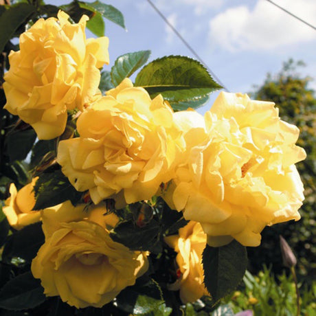 Trandafir Catarator Dukat galben, inflorire repetata - VERDENA-livrat in ghiveci plant-o-fix de 2 l