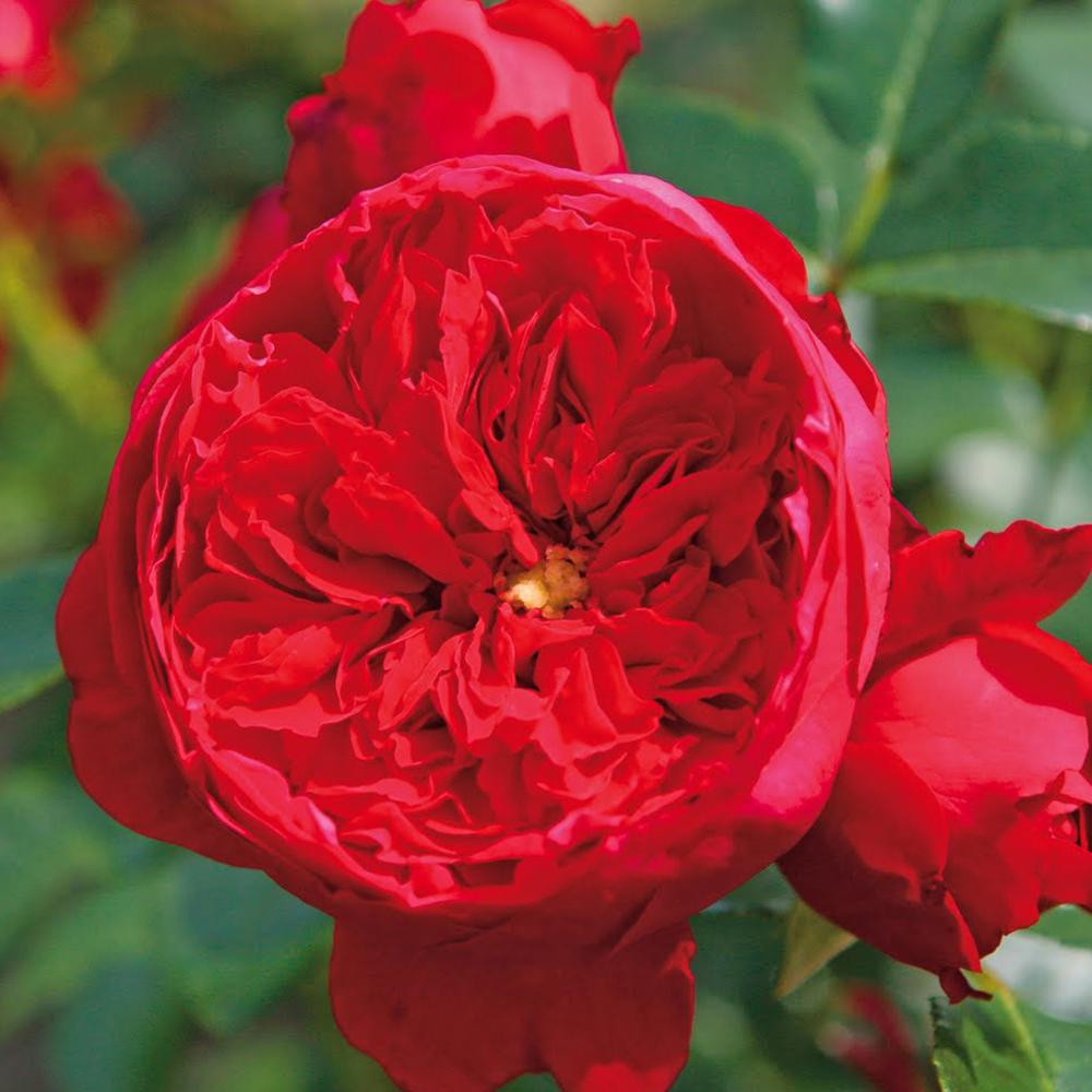 Trandafir Catarator Florentina, livrat in ghiveci plant-o-fix de 2L