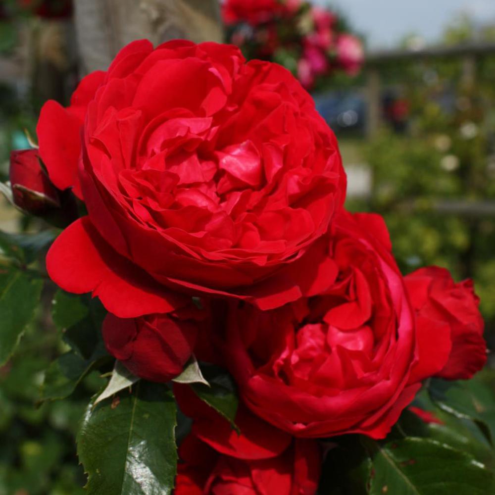 Trandafir Catarator Florentina, livrat in ghiveci plant-o-fix de 2L