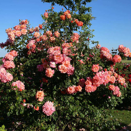Trandafir catarator Freisinger Morgenröte - VERDENA-livrat in ghiveci de 5L