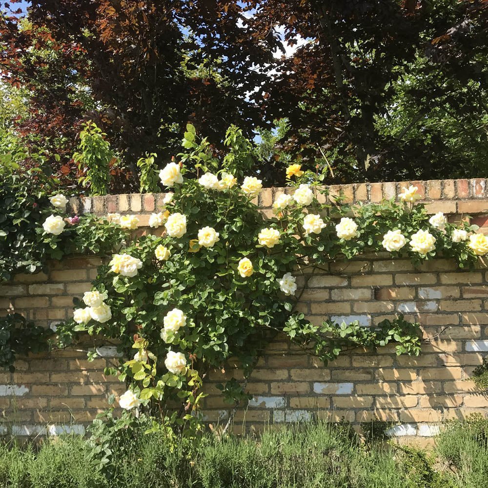 Trandafir Catarator galben Arthur Bell - VERDENA-50-70 cm inaltime, livrat in ghiveci de 3 l