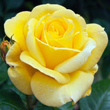 Trandafir Catarator galben Arthur Bell - VERDENA-50-70 cm inaltime, livrat in ghiveci de 3 l