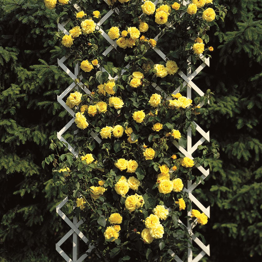 Trandafir Catarator galben-auriu Goldstern, inflorire repetata - VERDENA-livrat in ghiveci plant-o-fix de 2 l
