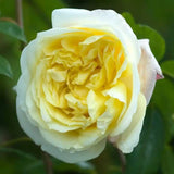 Trandafir Catarator galben-crem Celine Forestrier, inflorire repetata - VERDENA-150-175 cm inaltime, livrat in ghiveci de 5.5 l