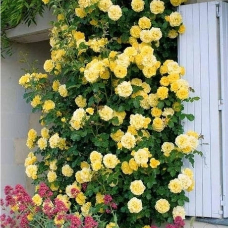 Trandafir Catarator galben Golden Parfum, inflorire repetata - VERDENA-50-70 cm inaltime, livrat in ghiveci de 3 l